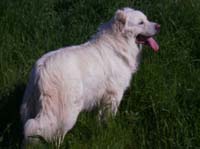 mastino abruzzese 